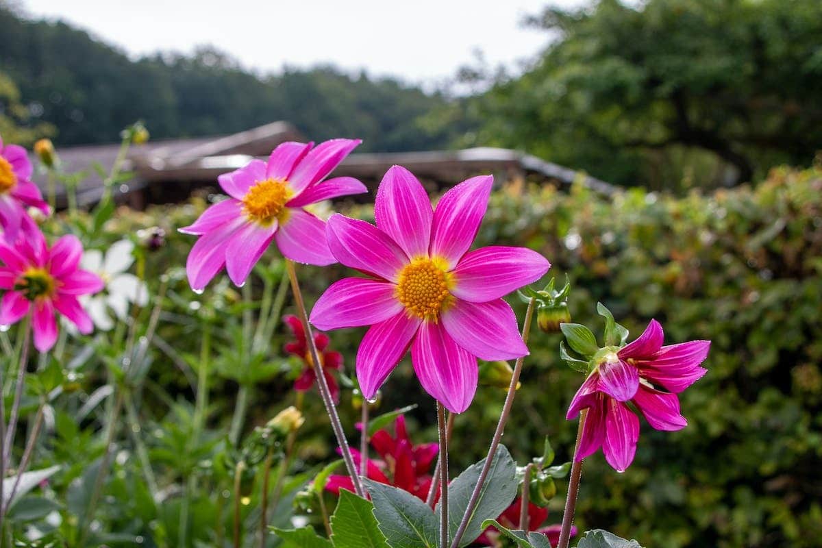 Les Fleurs Id Ales Pour D Buter En Jardinage Simplicit Et R Ussite