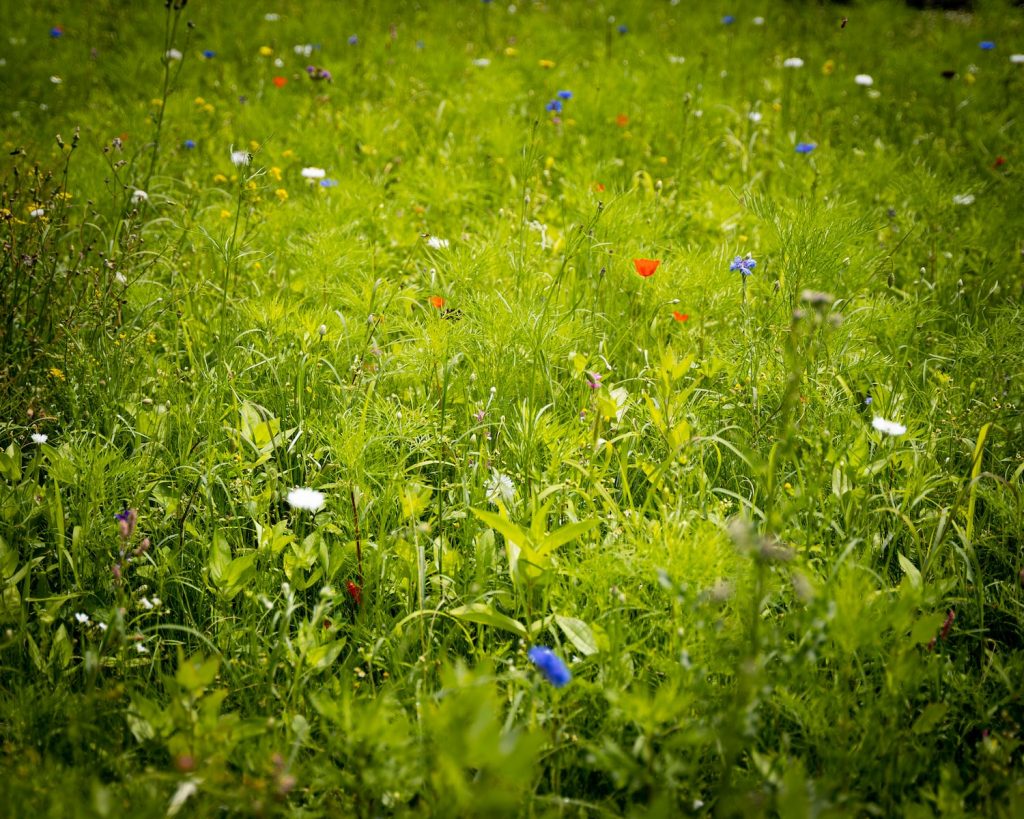 La bache antiherbe une solution efficace pour éviter les mauvaises