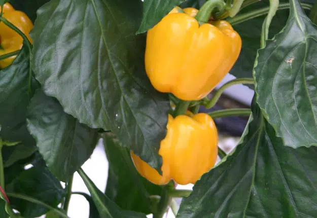 Premiers pas pour créer son propre potager