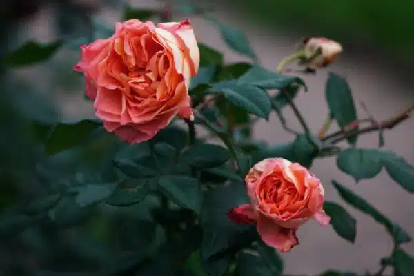 Conseils pratiques pour un jardin fleuri tout l’été grâce à l’entretien des roses