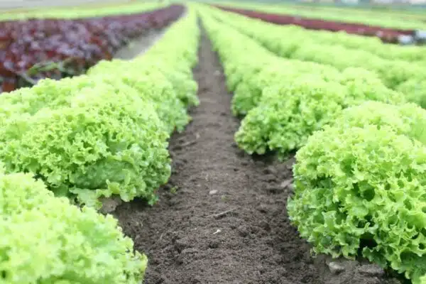 Cultiver ses propres légumes bio dans son potager : avantages pour la santé et l’environnement