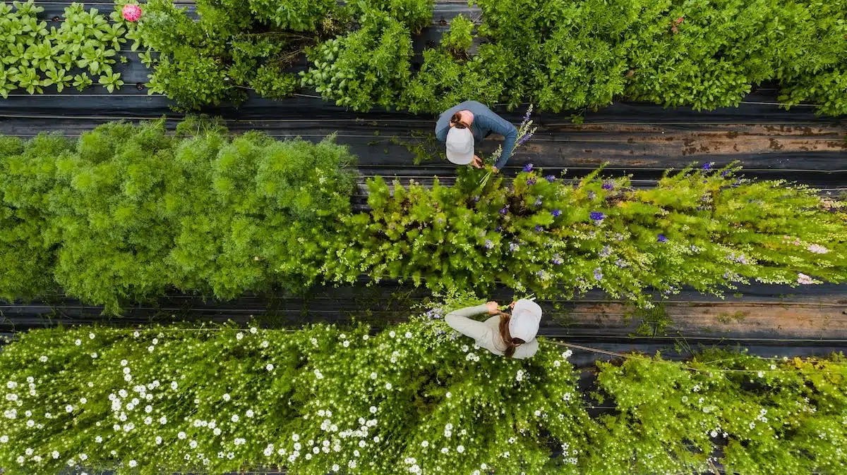 jardin  écologie