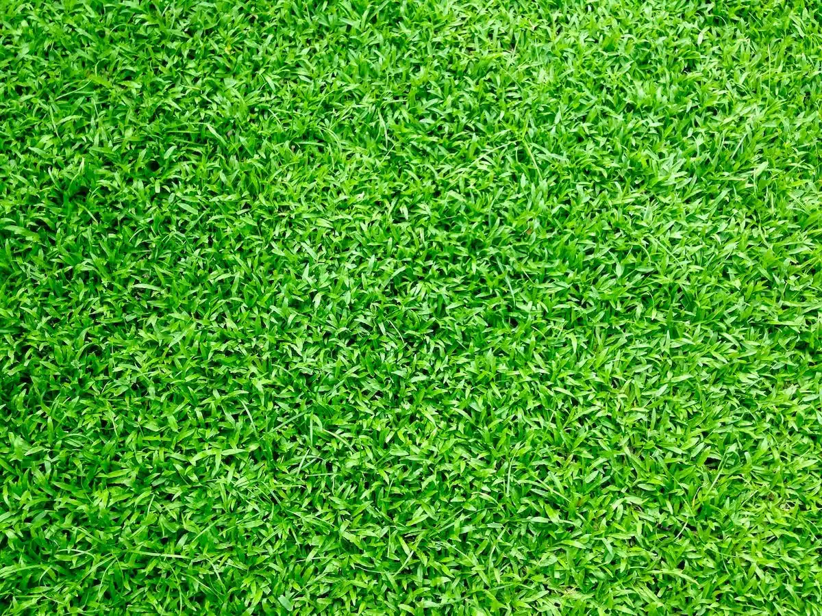 Les avantages de nourrir son gazon avec des engrais naturels
