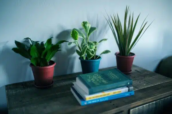 Les meilleures plantes compagnes pour une culture de légumes saine et bio