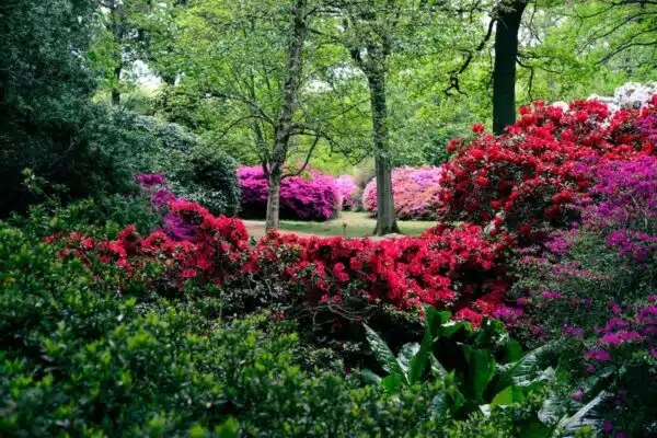 Conseils pour créer un jardin coloré et fleuri en toutes saisons
