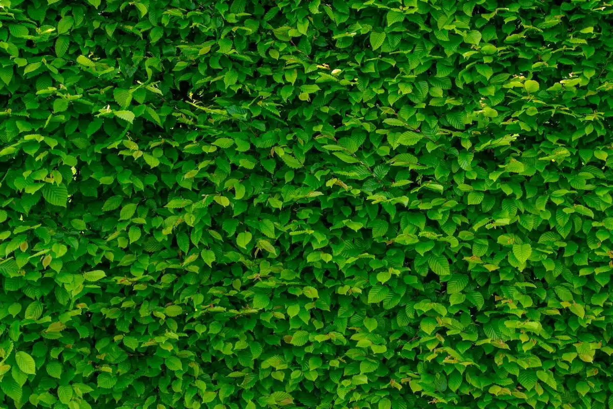 Les jardins verticaux : une solution idéale pour les petits espaces et la végétalisation des murs
