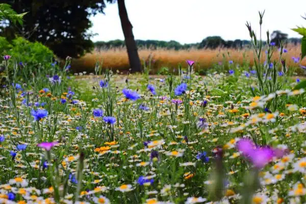 Création d’un jardin de fleurs sauvages : Un pas vers la préservation de la biodiversité