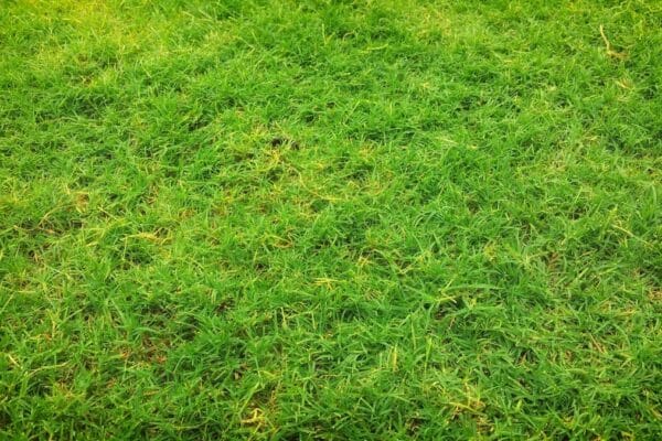 Guide complet pour restaurer les zones endommagées de votre pelouse