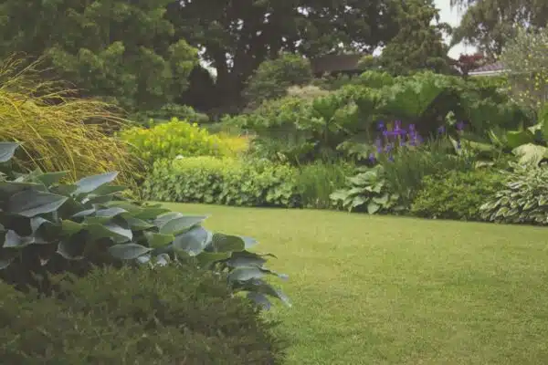 Les plantes parfaites pour un jardin à l’ombre