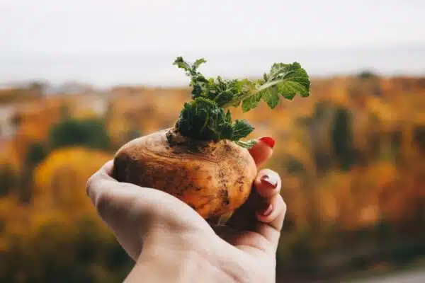 Les essentiels à cultiver dans votre potager : les légumes incontournables à connaître !