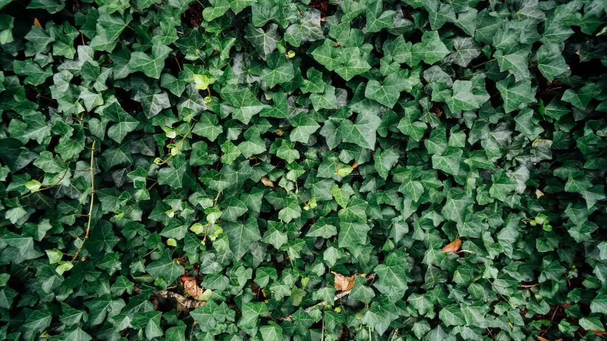 Les secrets pour choisir et installer les plantes grimpantes dans votre jardin