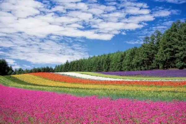 Les secrets pour avoir un jardin fleuri en toutes saisons