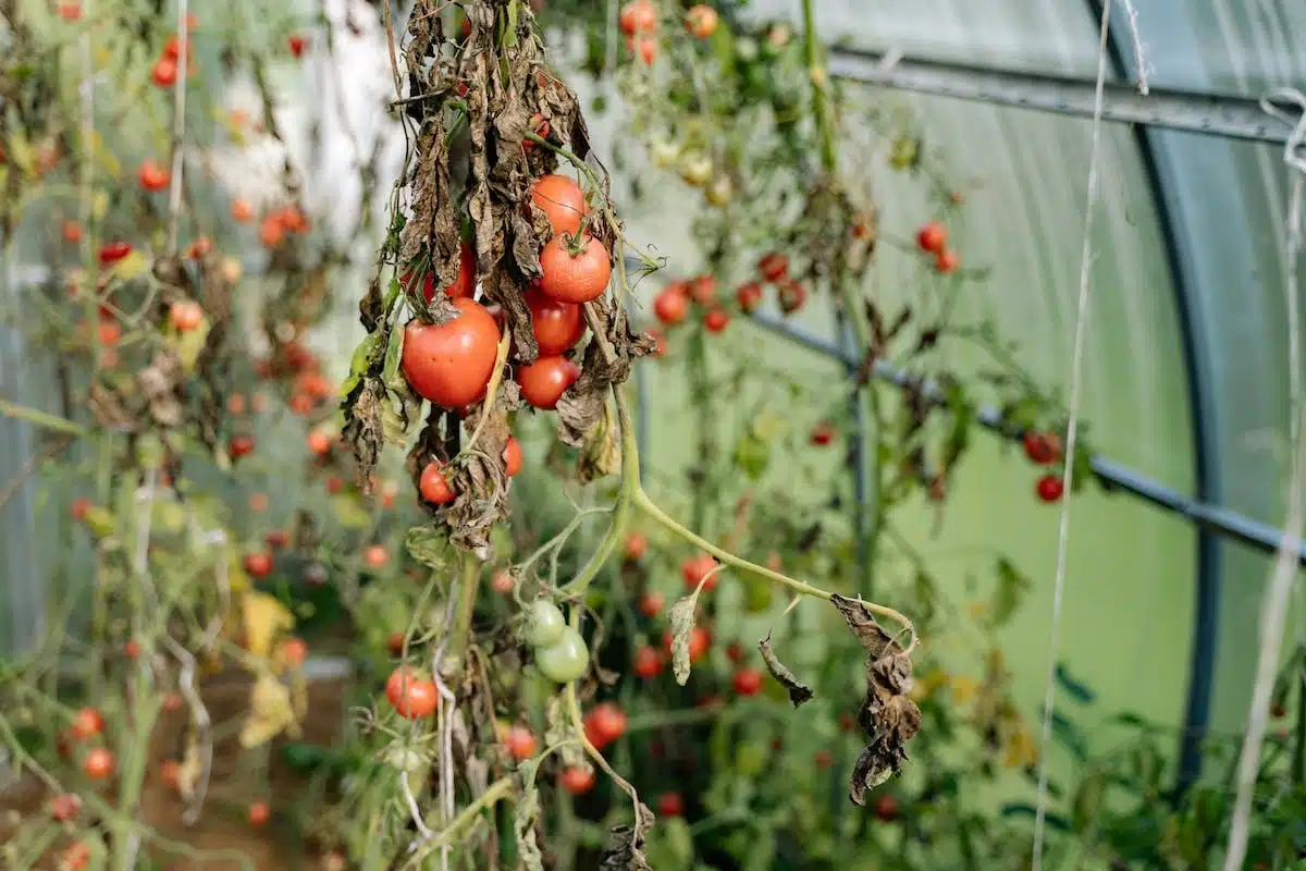Les astuces incontournables pour cultiver des tomates savoureuses dans son potager