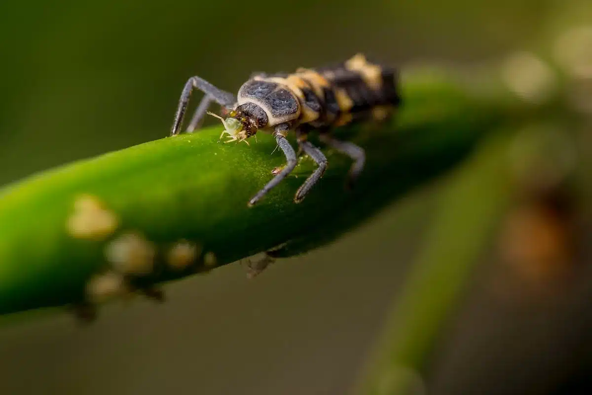 Lutte contre les parasites au jardin : découvrez des méthodes naturelles efficaces