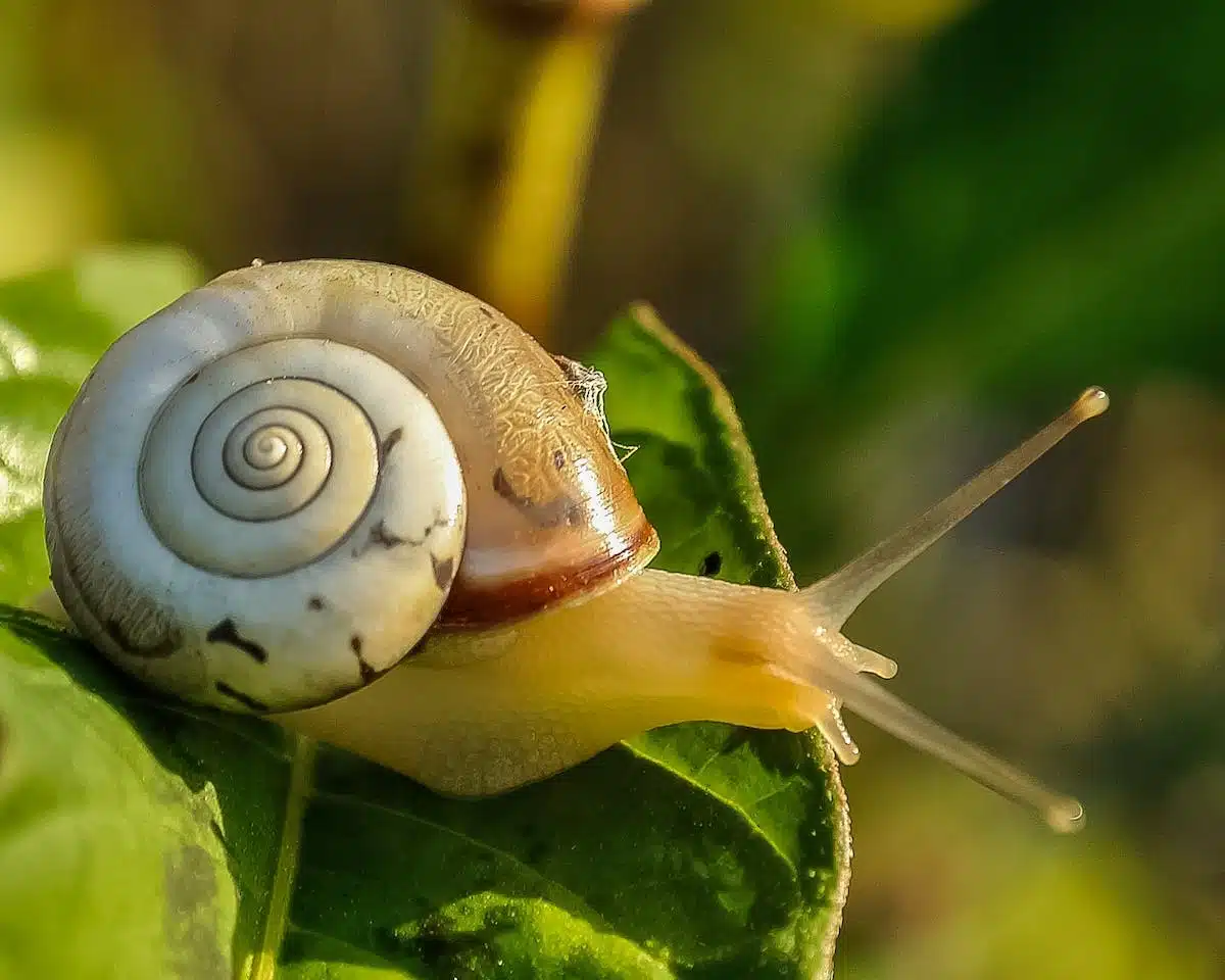 jardin  parasites