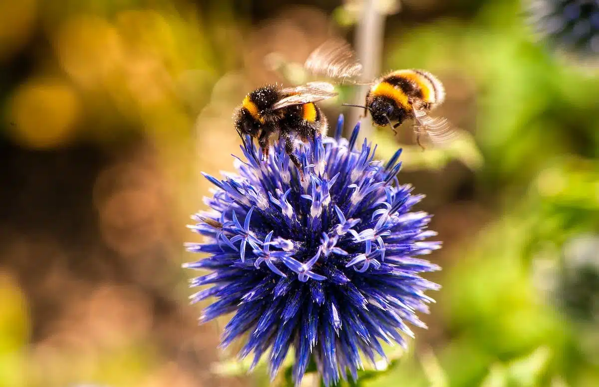 Attirer les abeilles dans son jardin avec les fleurs mellifères : Guide pratique