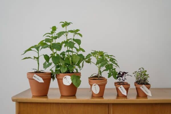 Prévention et lutte efficaces contre les maladies des plantes : les meilleures astuces