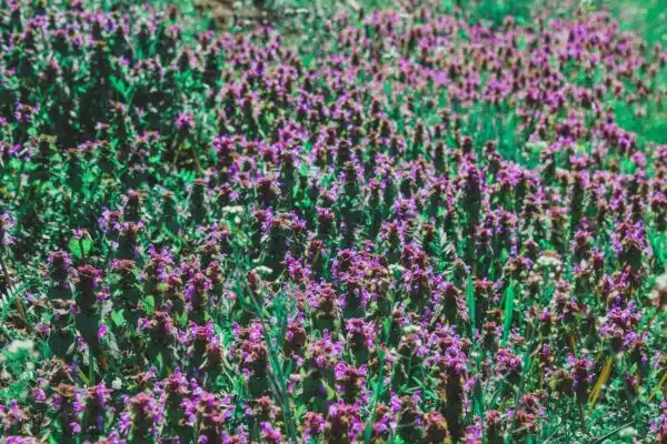Trouver les fleurs idéales pour votre climat : nos conseils indispensables