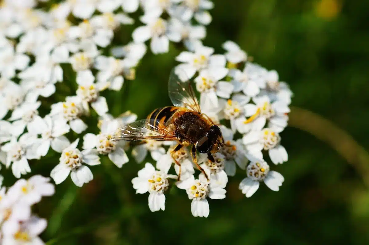 Les plantes mellifères, un allié précieux pour attirer les abeilles dans votre jardin