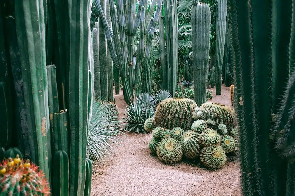 Les secrets pour concevoir un jardin écologique et respectueux de l’environnement