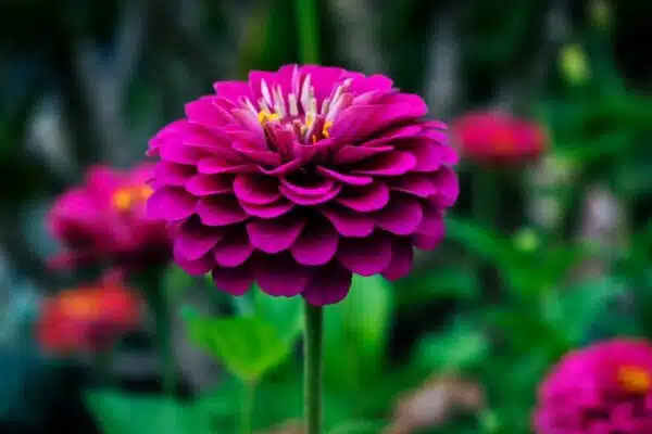 Les secrets d’un jardin durable : bien choisir et entretenir les fleurs vivaces