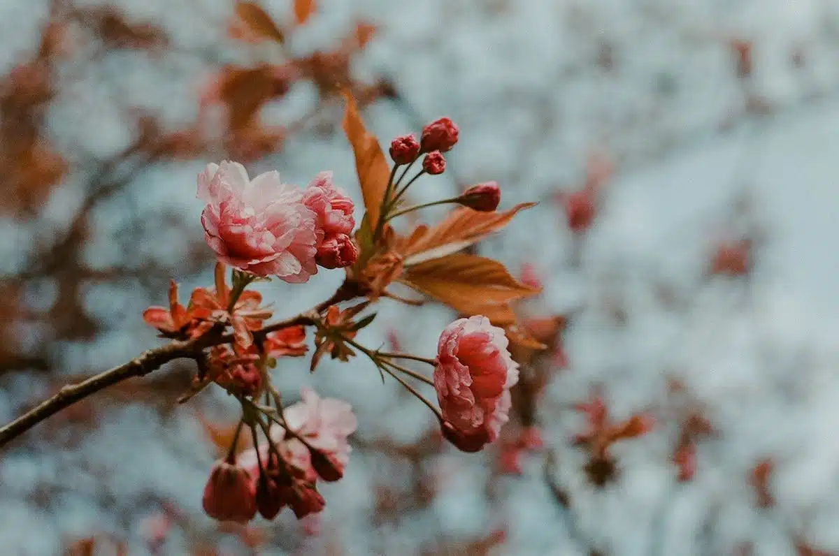 Fleurs résistantes au froid : un jardin d’hiver coloré toute l’année