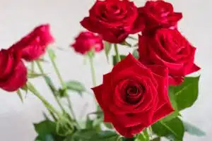 Les meilleures fleurs à cultiver dans un coin ombragé du jardin