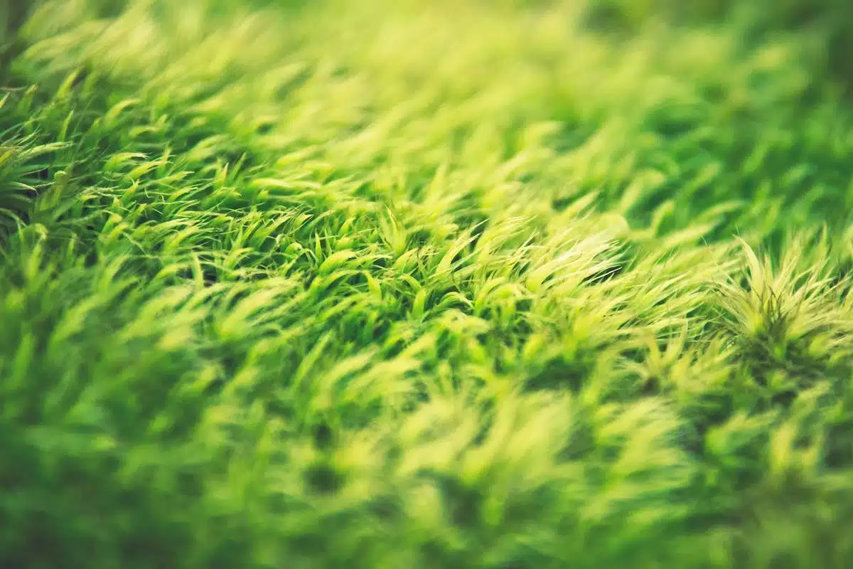 Obtenir un gazon verdoyant et dense : Guide d’utilisation des engrais naturels