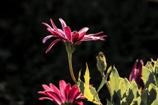 Muflier rose : sa plantation, sa floraison et bien plus encore