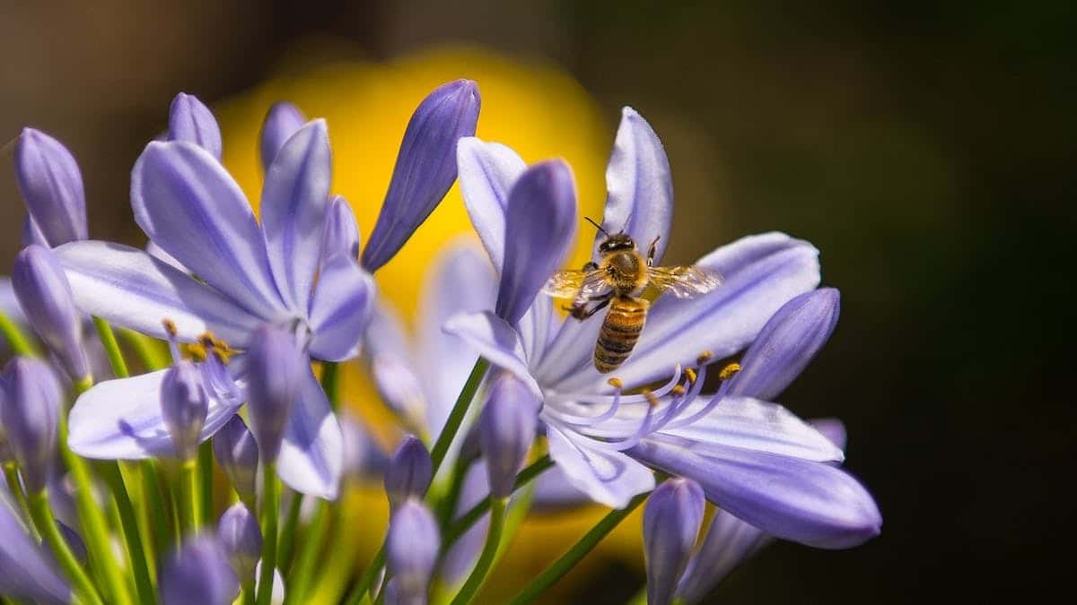 Attirez les insectes pollinisateurs avec ces plantes exceptionnelles !