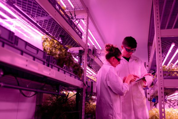 Led horticole pour les professionnels : une révolution pour la culture sous serre