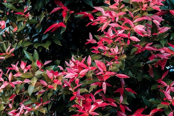 Inconvénients du photinia : que faut-il vraiment savoir ?