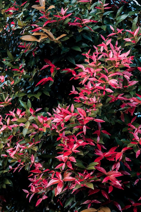 Inconvénients du photinia : que faut-il vraiment savoir ?