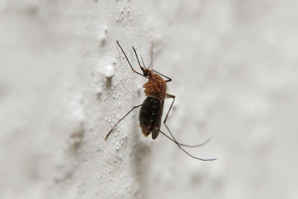 Comment fonctionnent les prises anti-moustiques ?