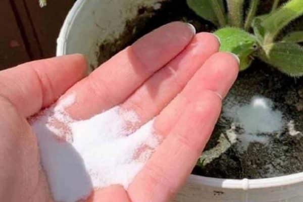 Bicarbonate de soude au jardin : les recettes et utilisations