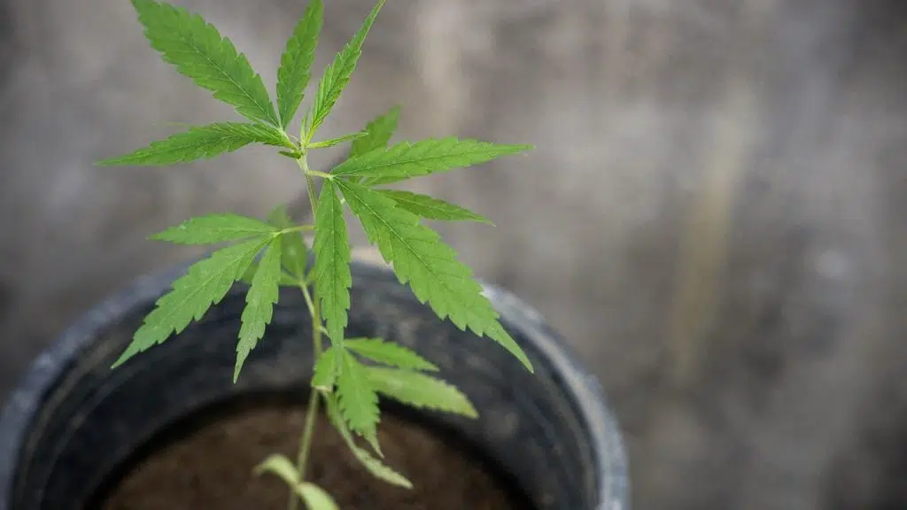Cultiver le chanvre dans son jardin pour le CBD, est-ce possible ?