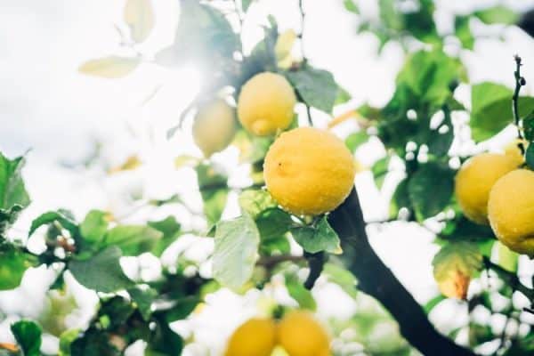 Comment prendre soin de son citronnier ?