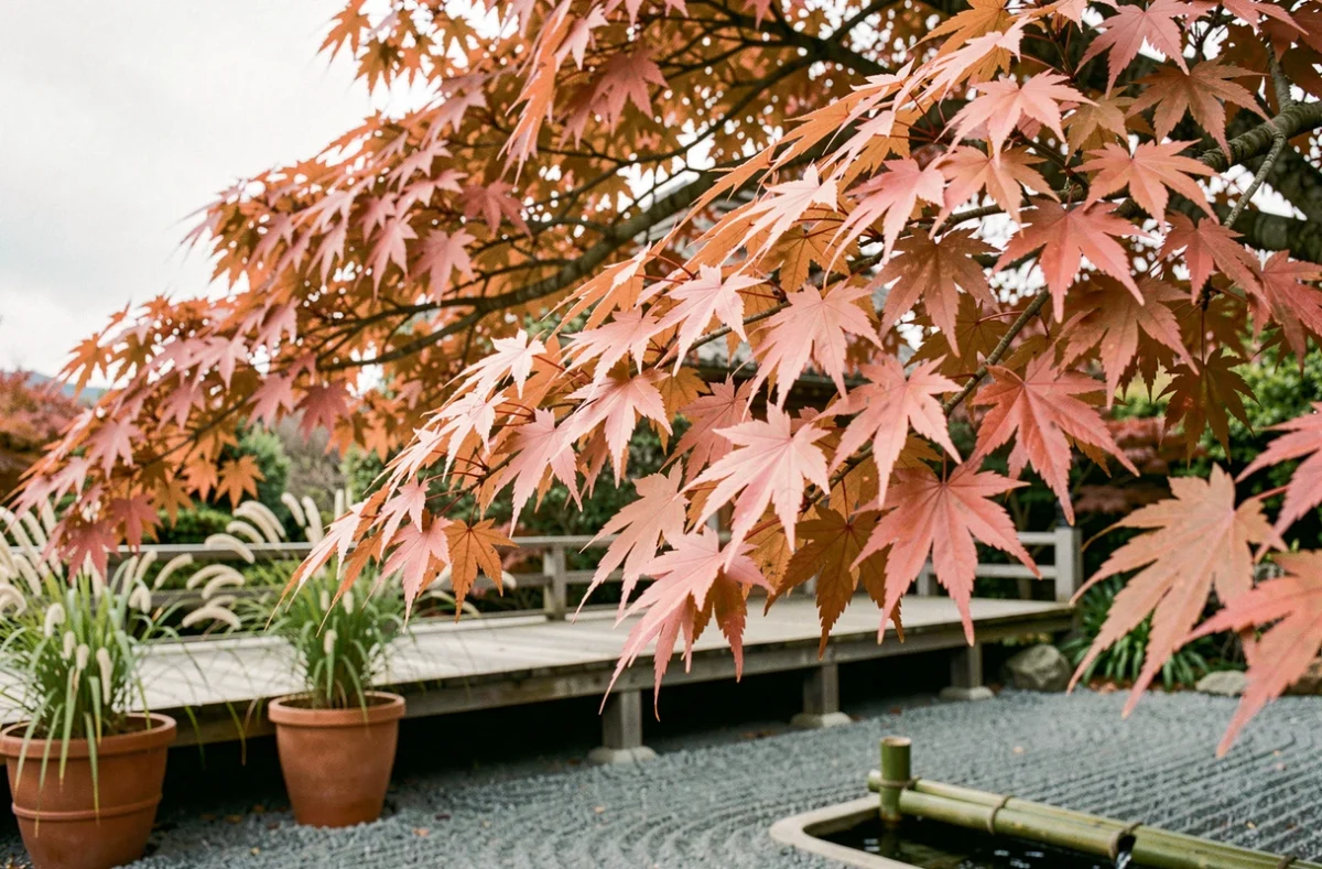 Érable japonais aux feuilles roses et corail en gros plan dans un jardin zen, avec bassin en bambou et terrasse en bois weathered