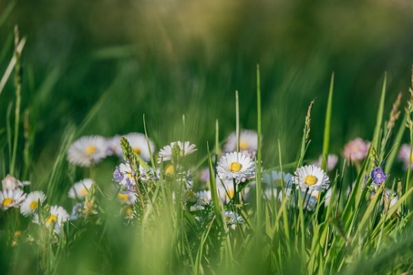 Les meilleurs outils de désherbage pour un jardin impeccable