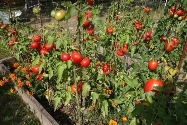 Comment soigner les pieds de tomate ?