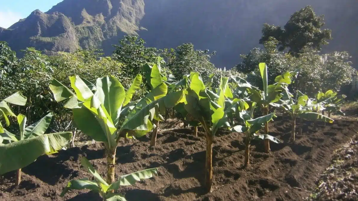 planter un bananier