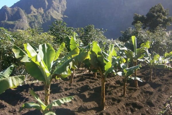 Le guide ultime pour planter un bananier et cultiver des bananes délicieuses