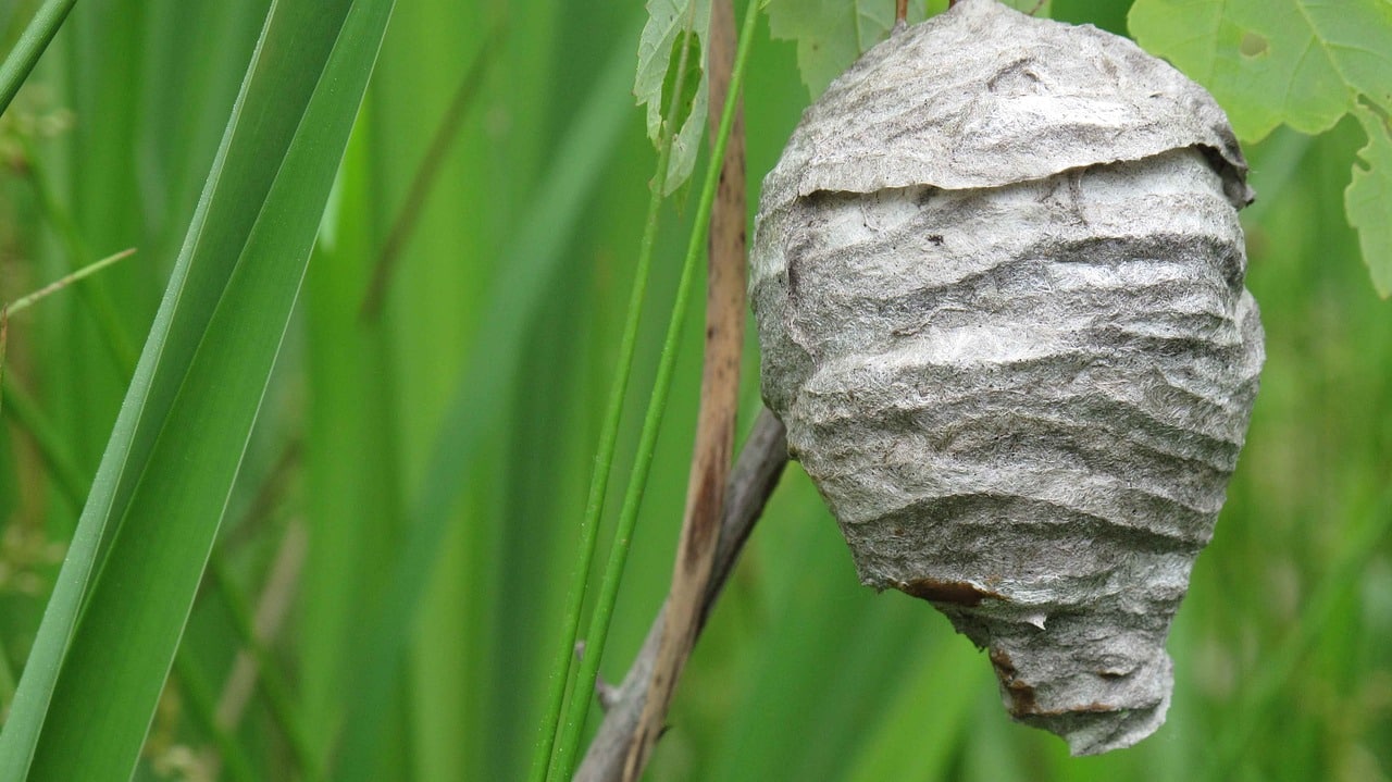 Les nids de frelons : une menace pour les humains