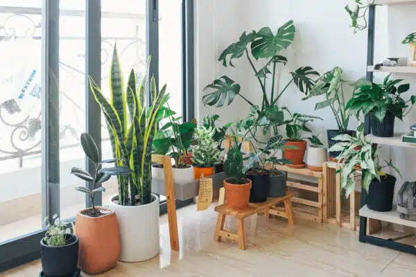 Prendre soin de ses plantes d’intérieur : astuces pour un intérieur verdoyant et paisible