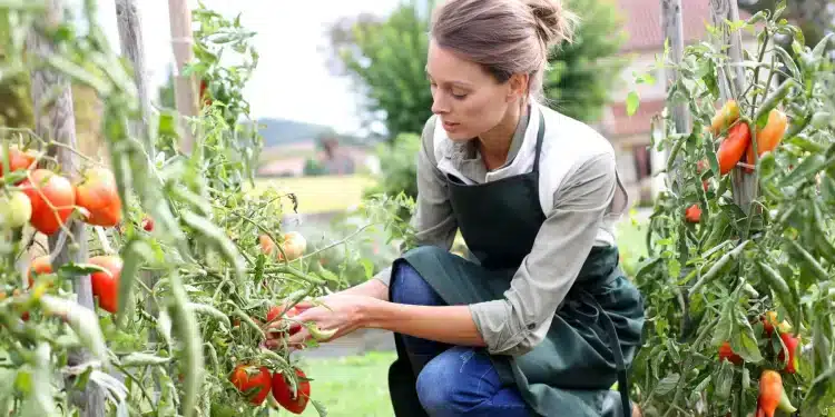 Des tomates toute l’année : techniques pour conserver et savourer vos récoltes