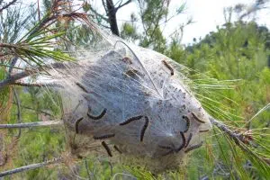 Comment se débarrasser des chenilles sur les arbres ?