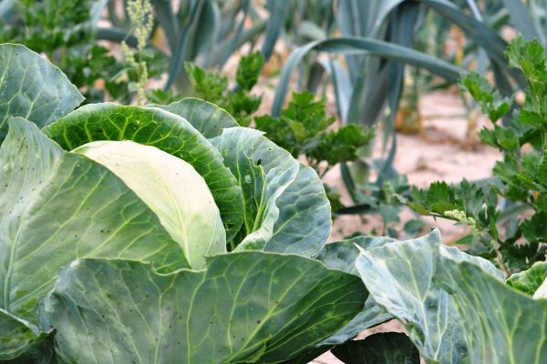 4 légumes d’hiver à planter pour une récolte abondante