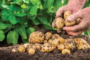 Quand et comment récolter les pommes de terre pour une récolte optimale