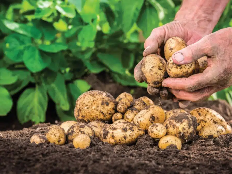 Quand et comment récolter les pommes de terre pour une récolte optimale