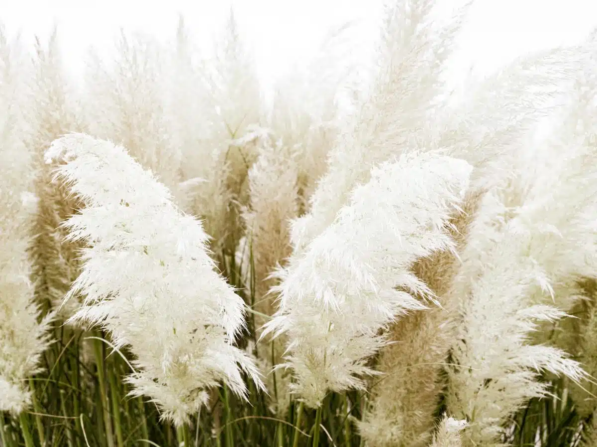 a bunch of white flowers that are in the grass
